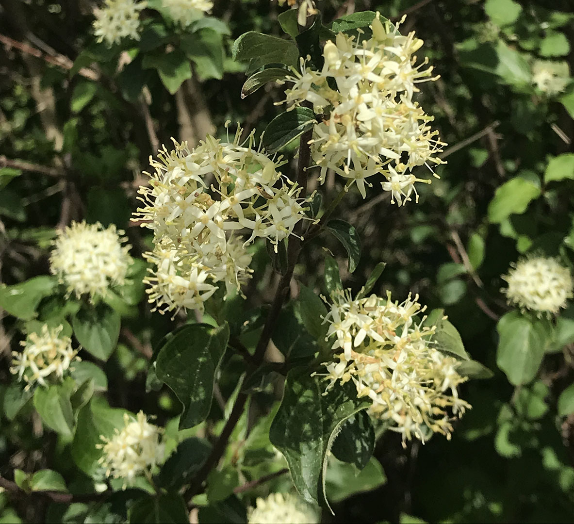 Cornus sanguinea