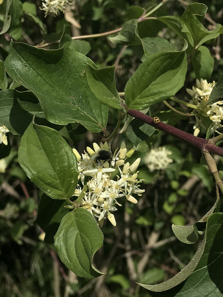 Cornus sanguinea