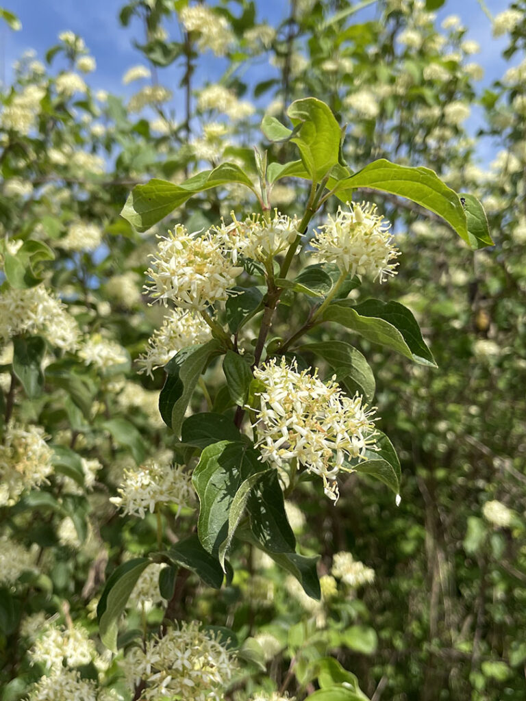 Cornus sanguinea