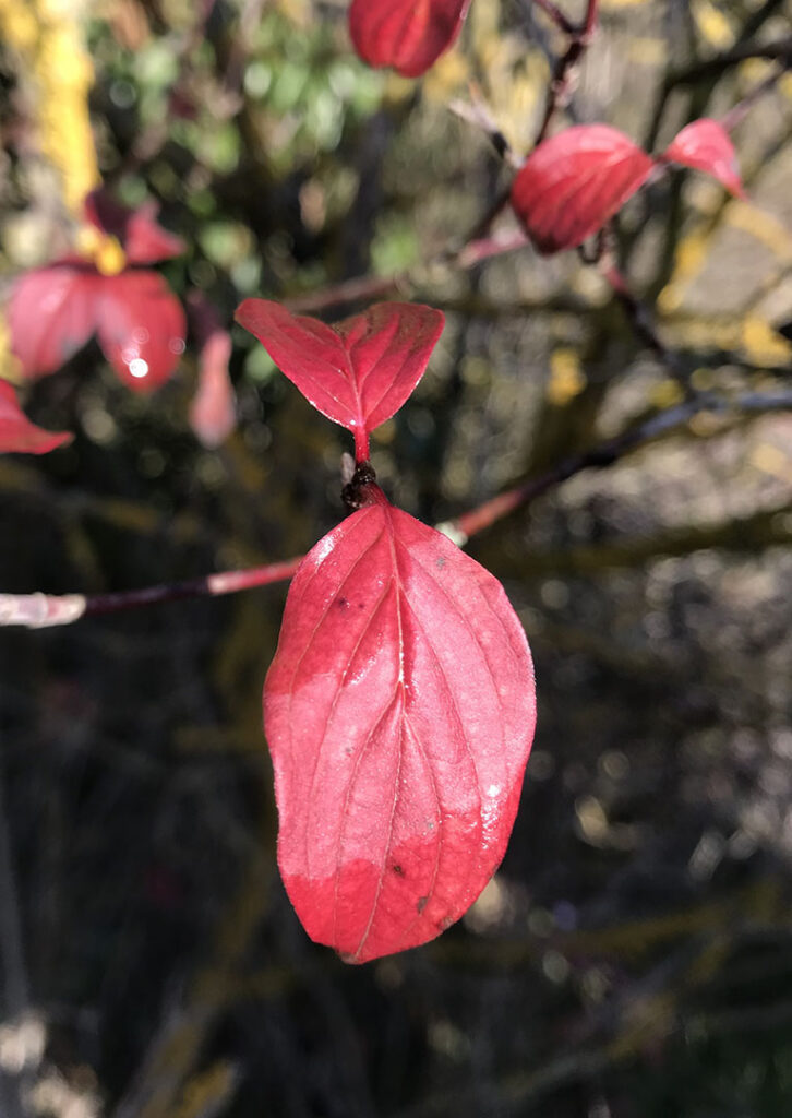 Cornus sanguinea