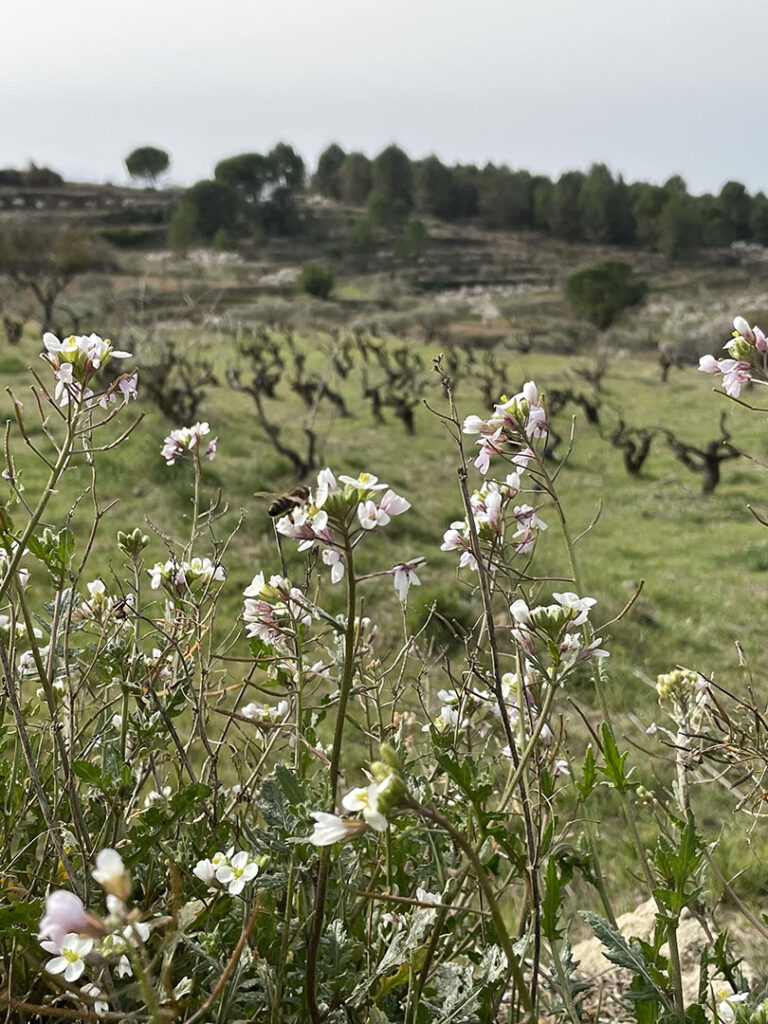 Diplotaxis erucoides