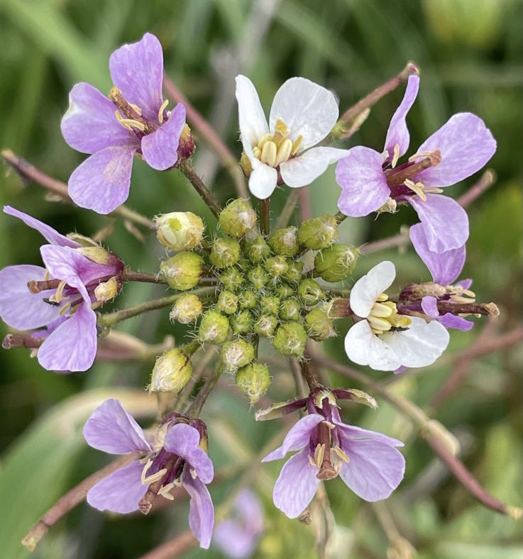 Diplotaxie erucoides