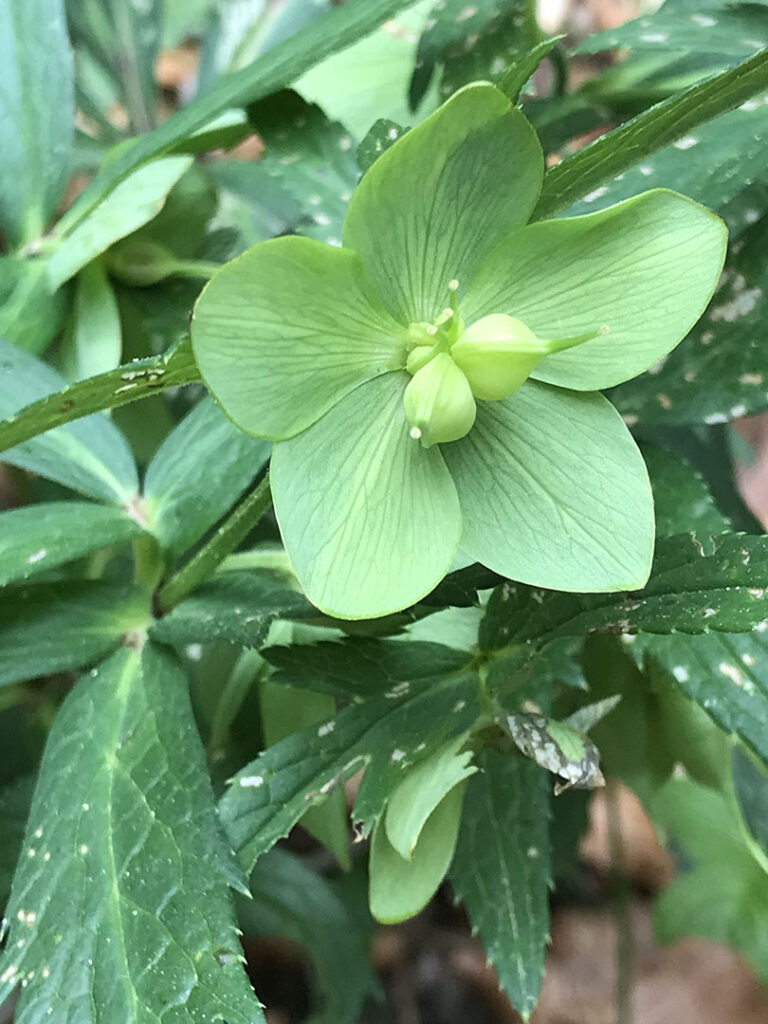 Helleborus viridis