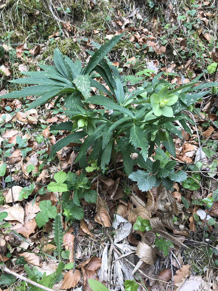 Helleborus viridis