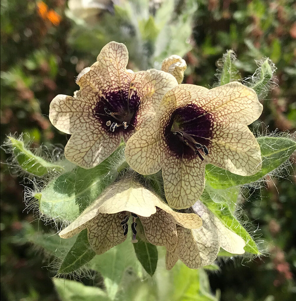 Hyosciamus niger