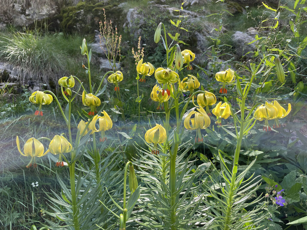 Lilium pyrenaicum