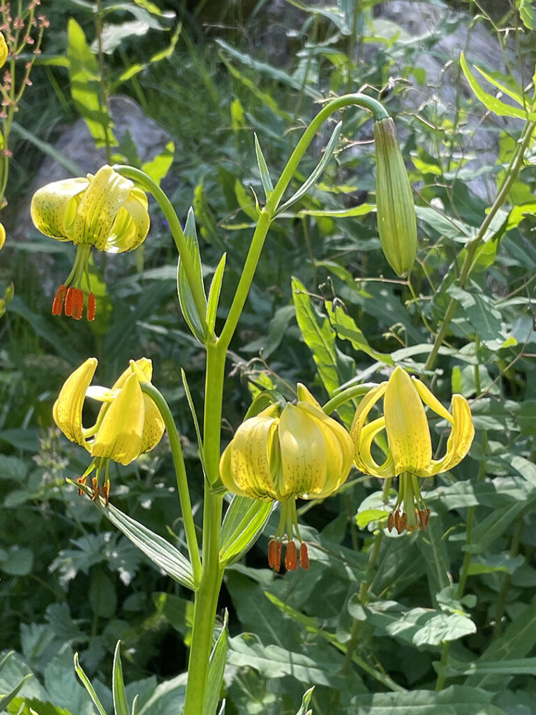 Lilium pyrenaicum