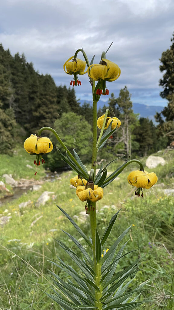 Lilium pyrenaicum