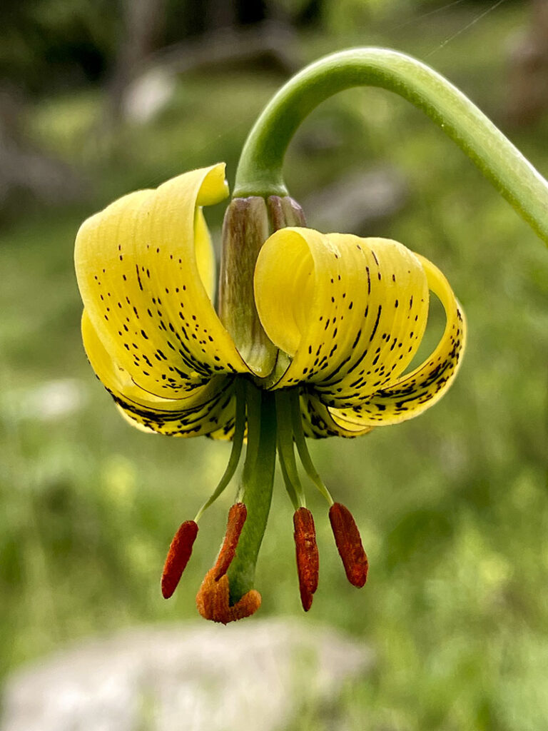 Lilium pyrenaicum