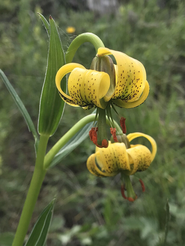 Lilium pyrenaicum