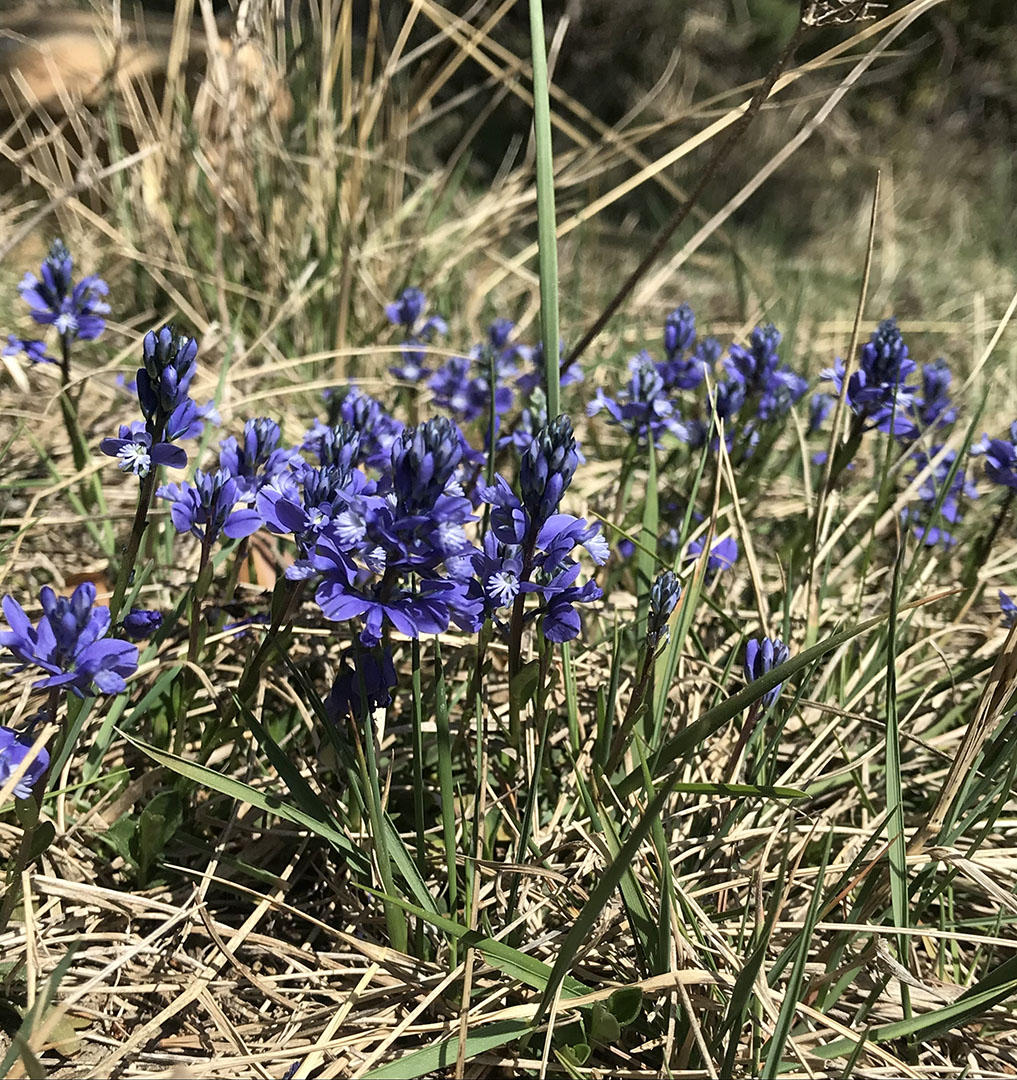 Polygala calcarea