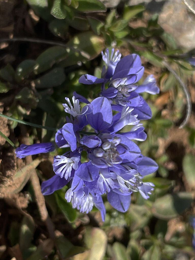 Polygala calcarea