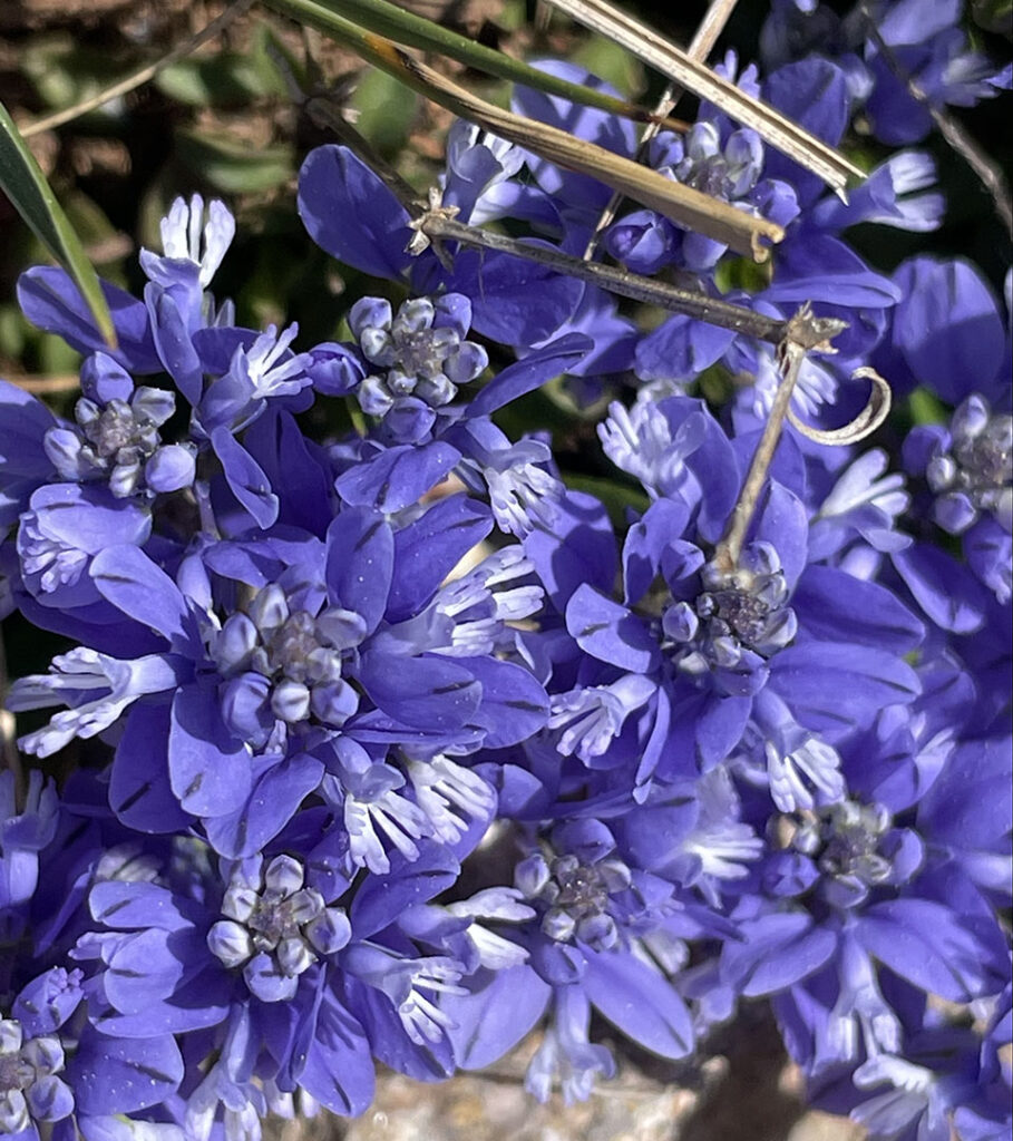 Polygala calcarea