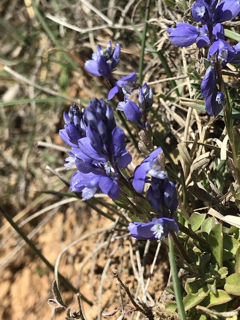 Polygala calcarea