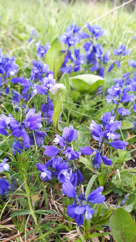 Polygala calcarea