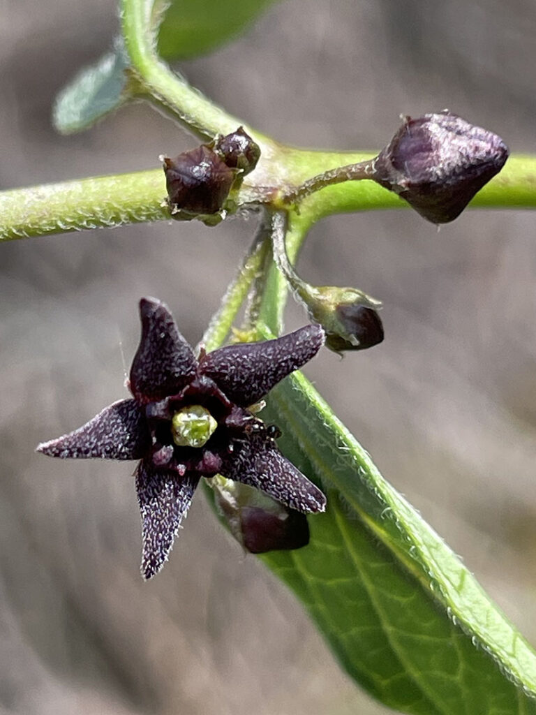 Vincetoxicum nigrum