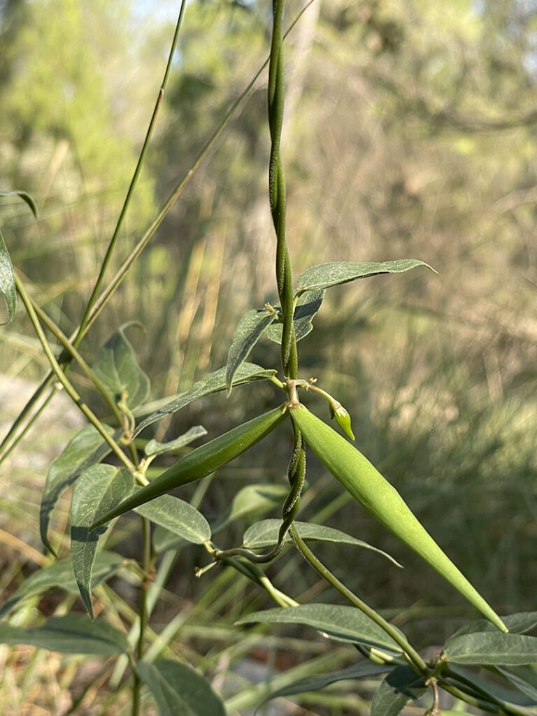 Vincetoxicum nigrum