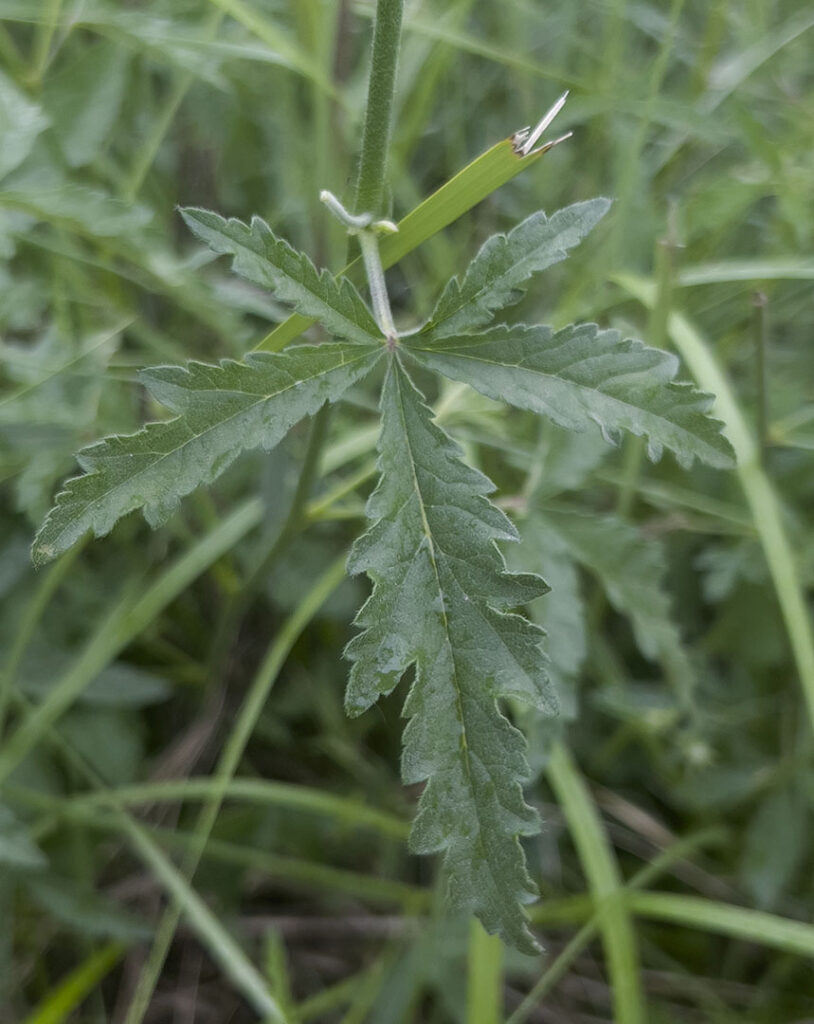 Althaea cannabina