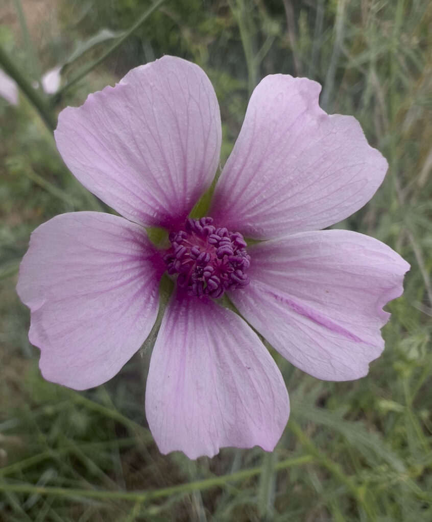 Althaea cannabina