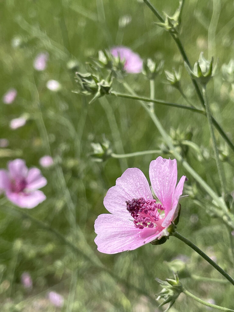 Althaea cannabina