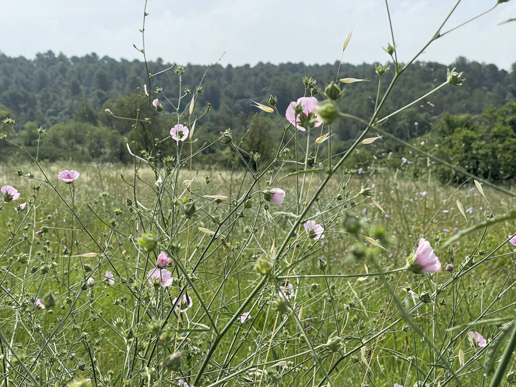 Althaea cannabina