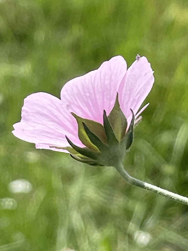 Althaea cannabina