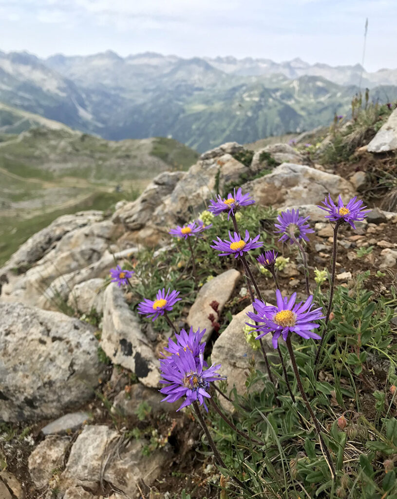 Aster alpinus