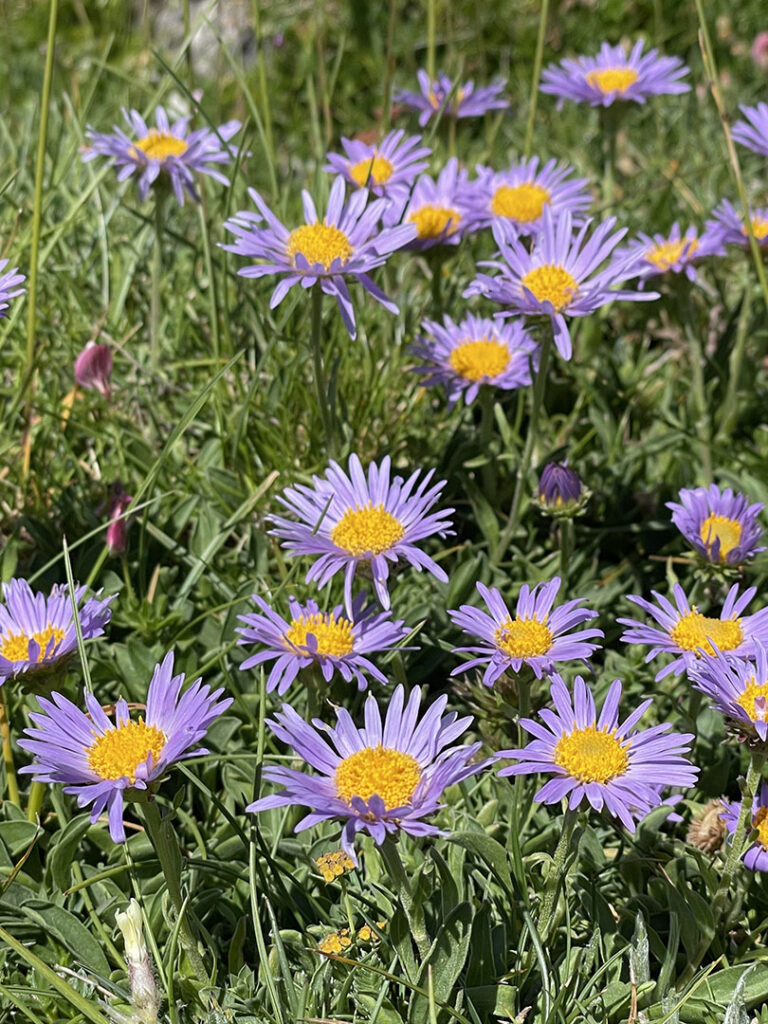 Aster alpinus