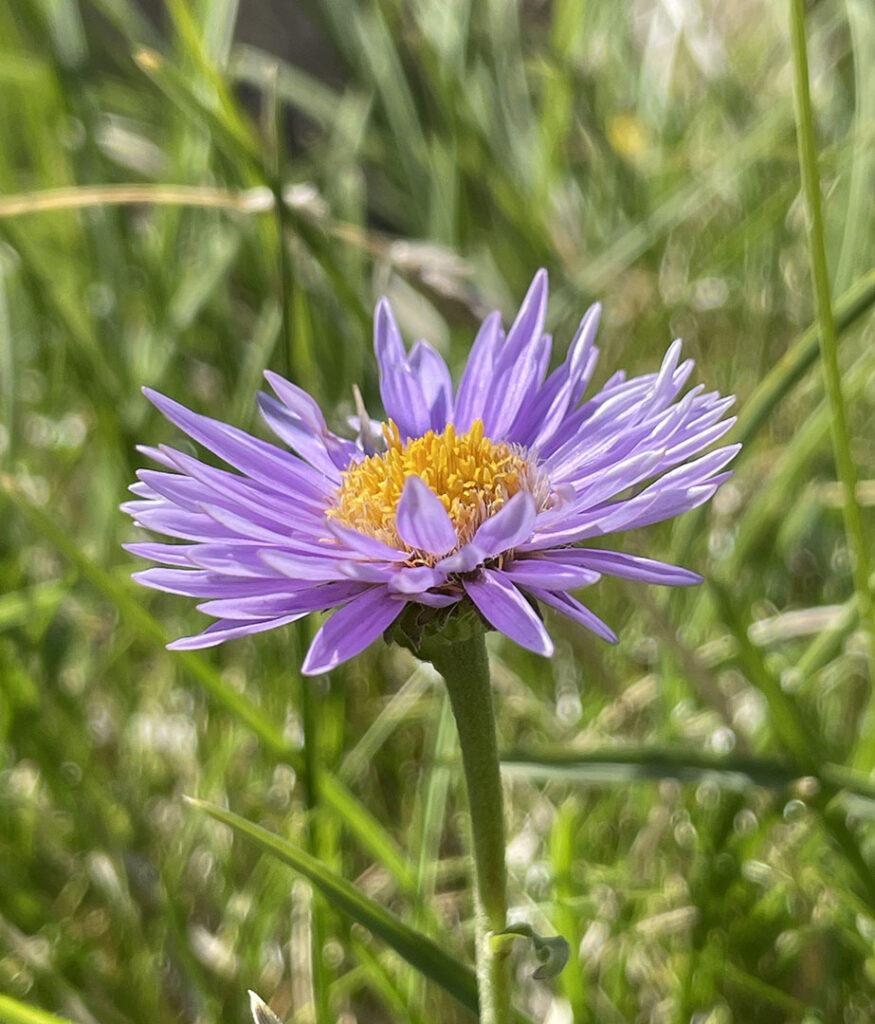 Aster alpinus