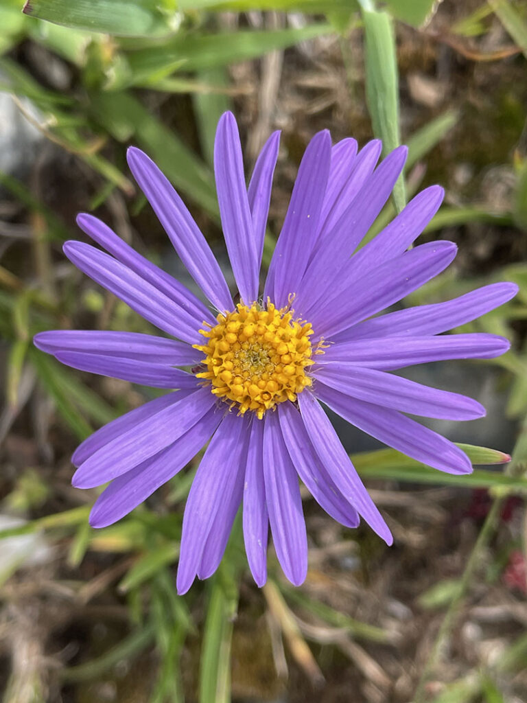 Aster alpinus