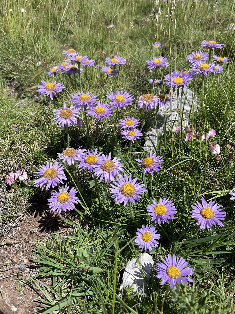 Aster alpinus