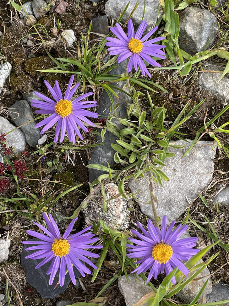 Aster alpinus