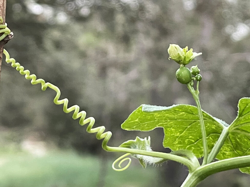 Bryonia cretica