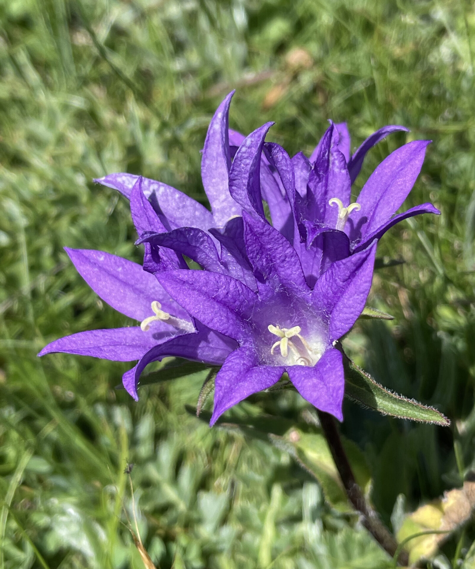 Campanula glomerata