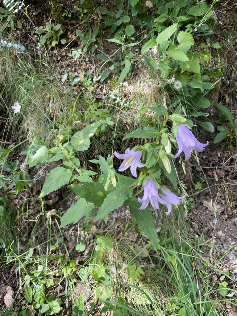 Campanula trachelium