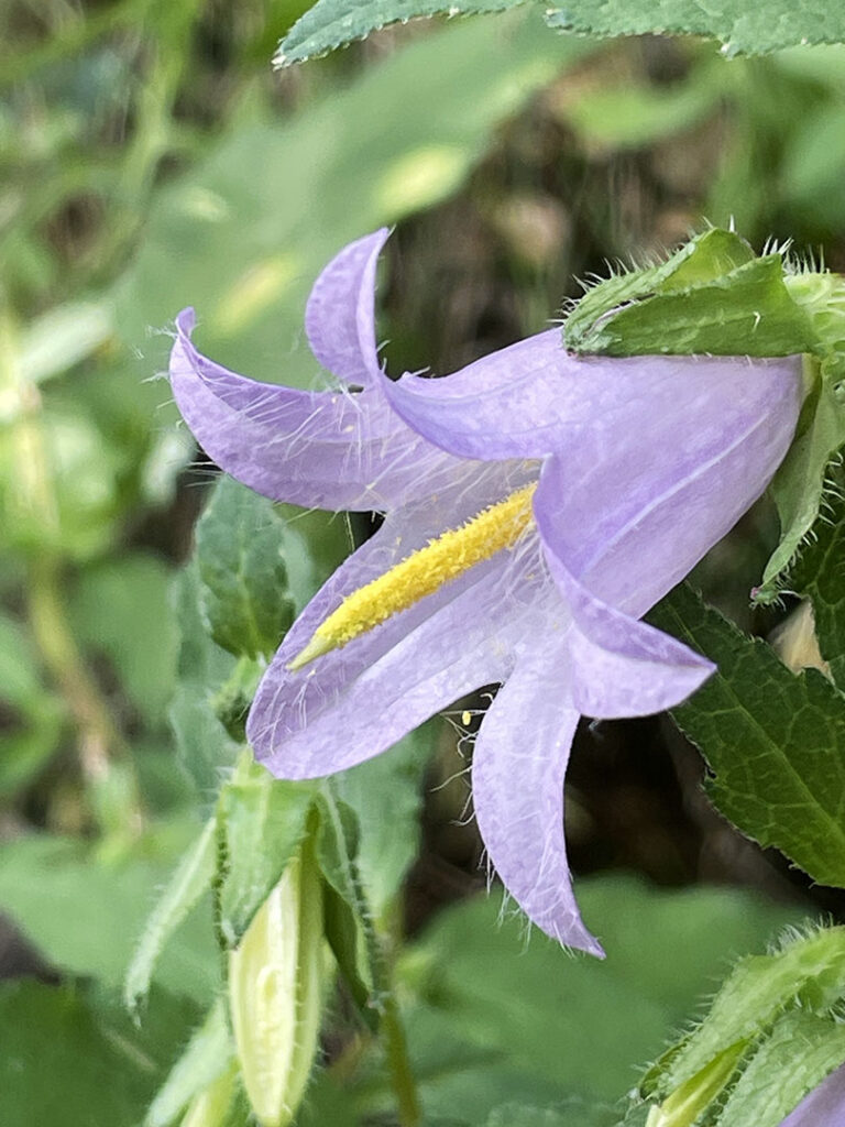 Campanula trachelium