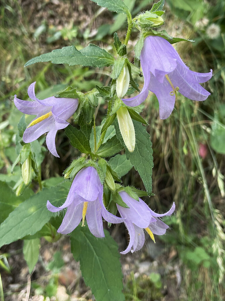 Campanula trachelium