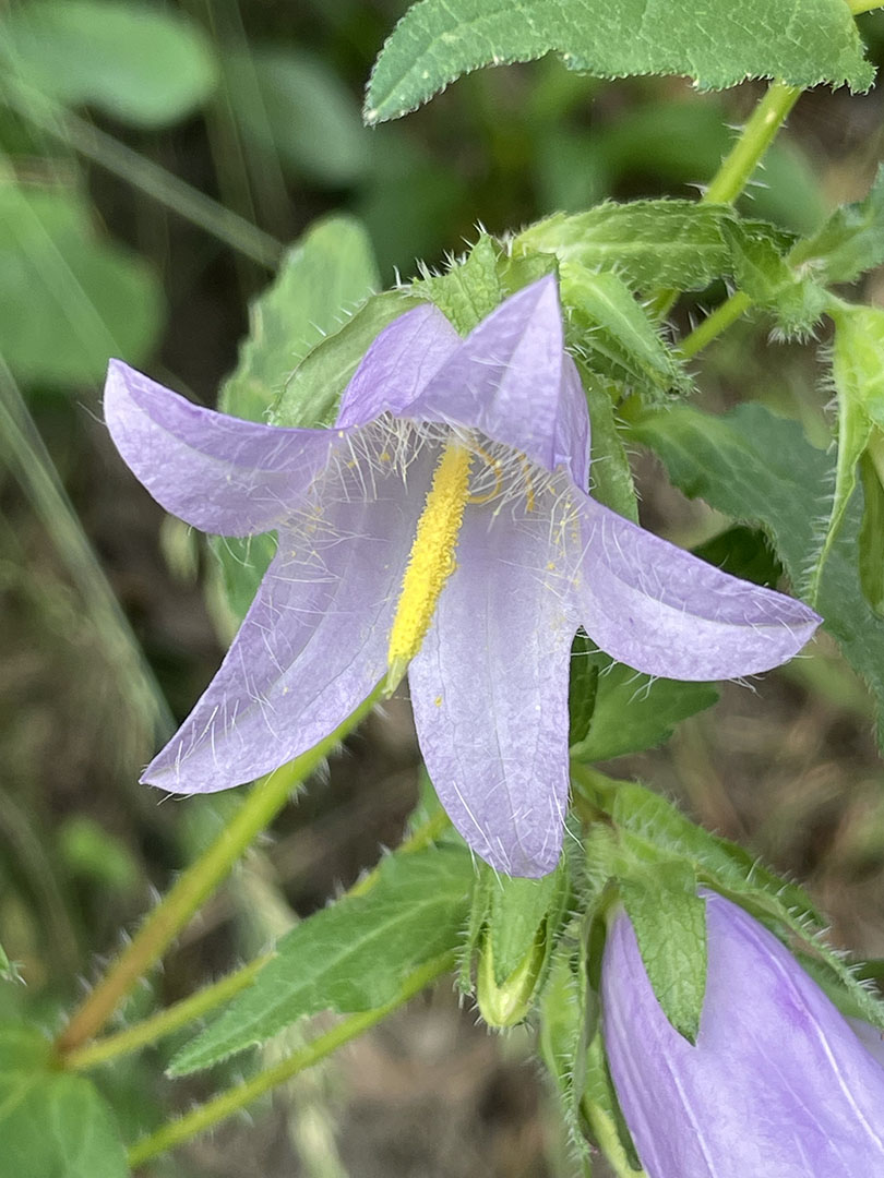 Campanula trachelium