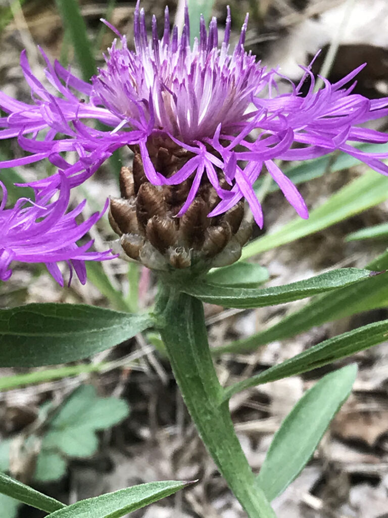 Centaurea jacea
