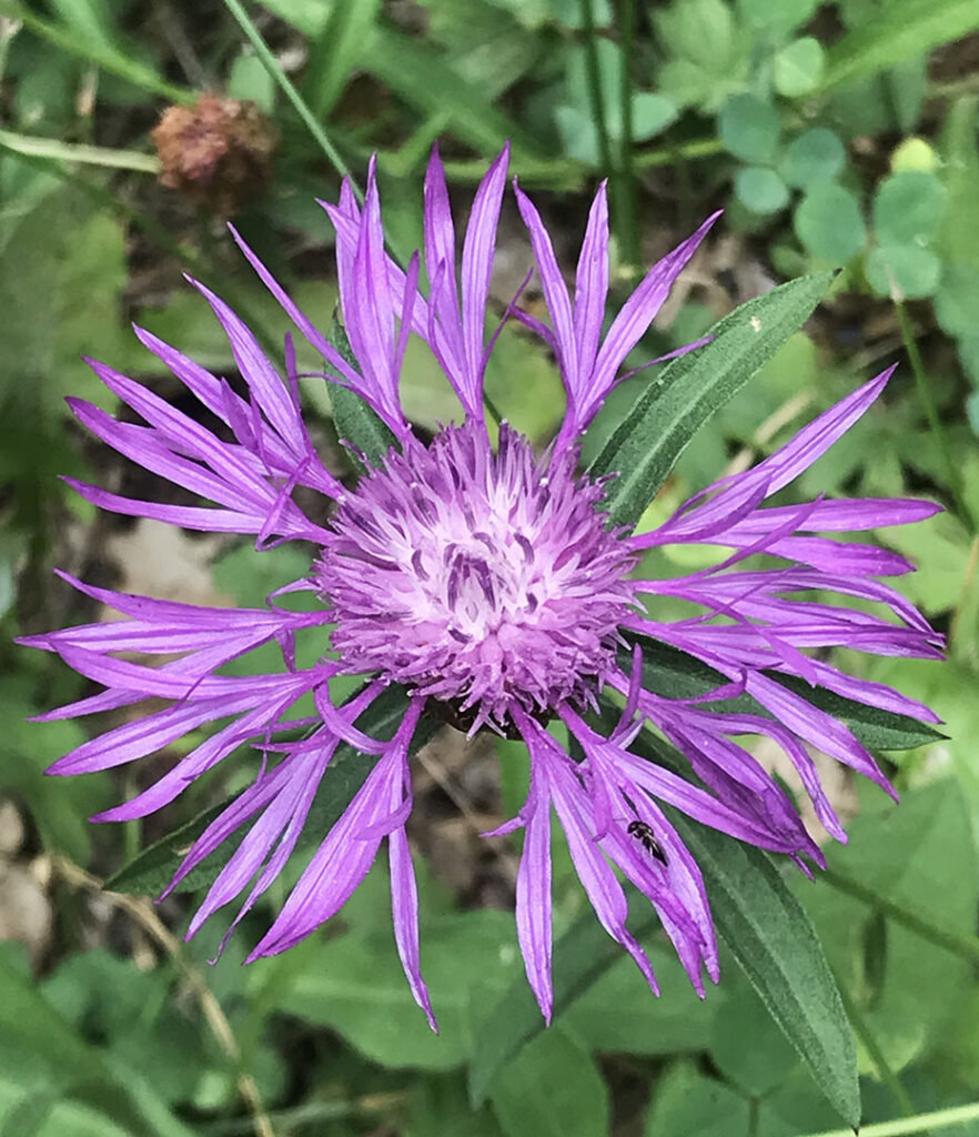 Centaurea jacea