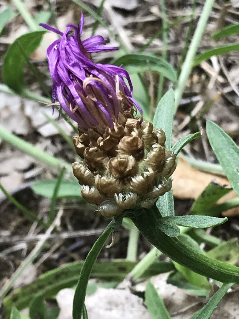 Centaurea jacea