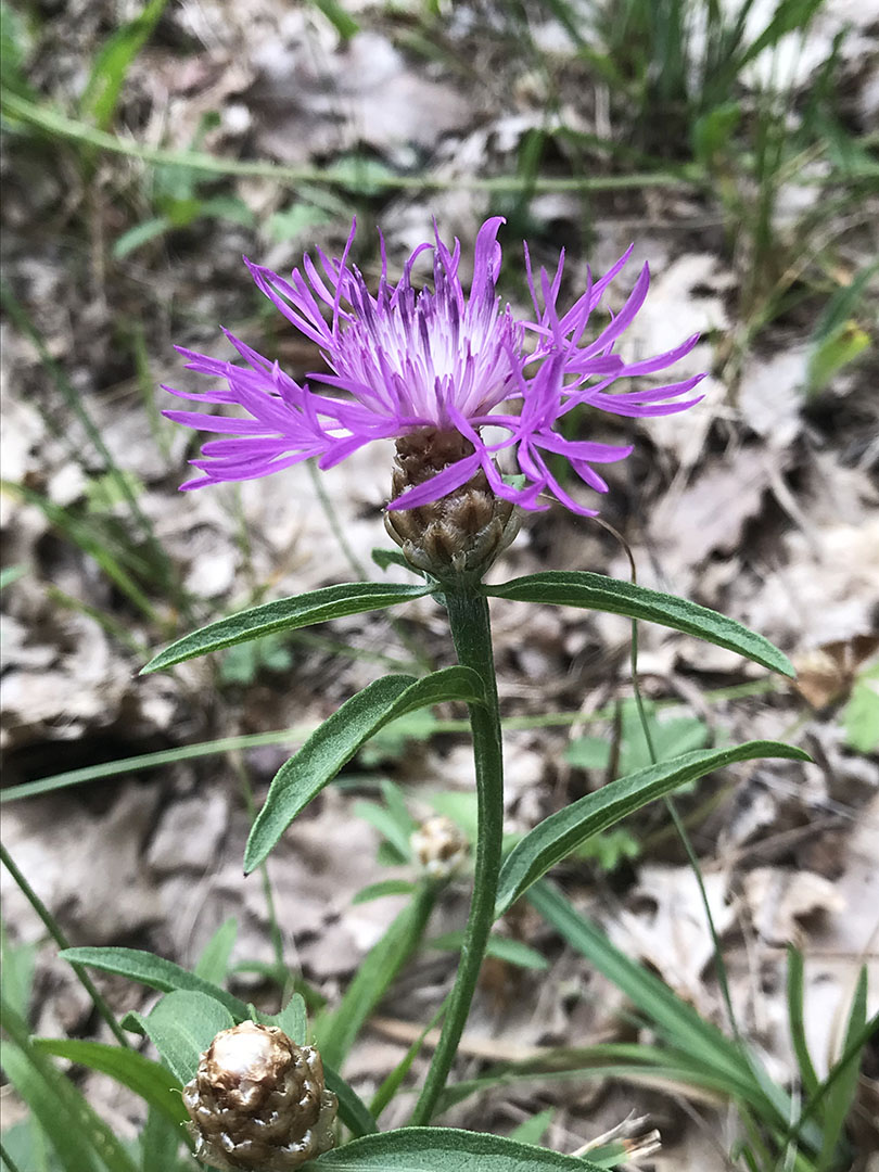 Centaurea jacea