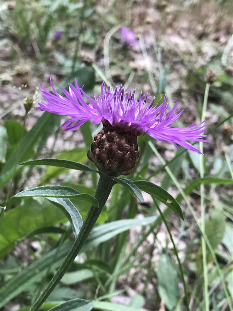 Centaurea jacea