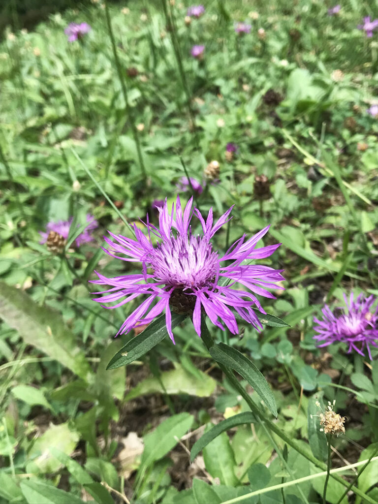 Centaurea jacea