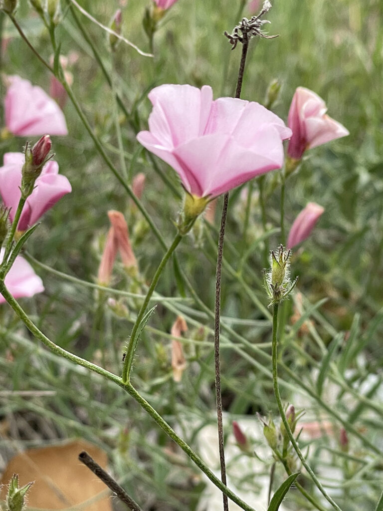 Convolvulus cantabrica