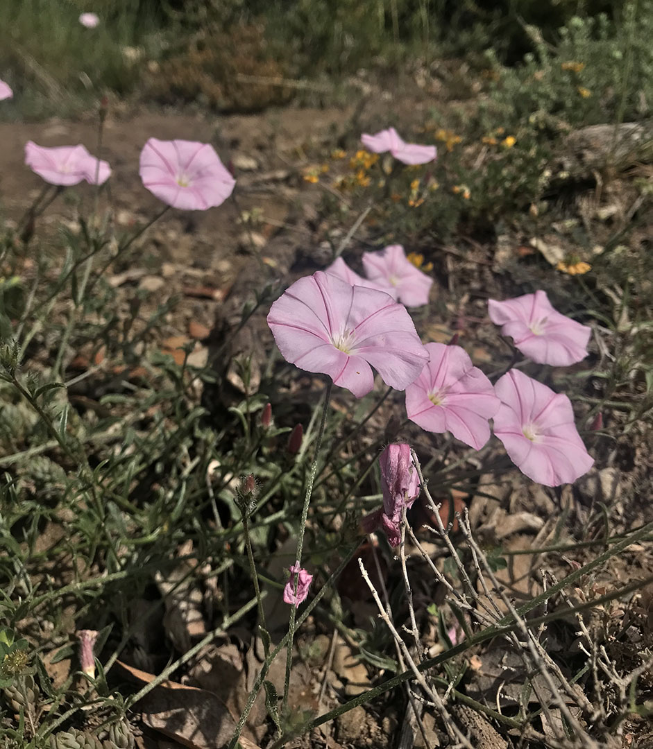 Convolvulus cantabrica