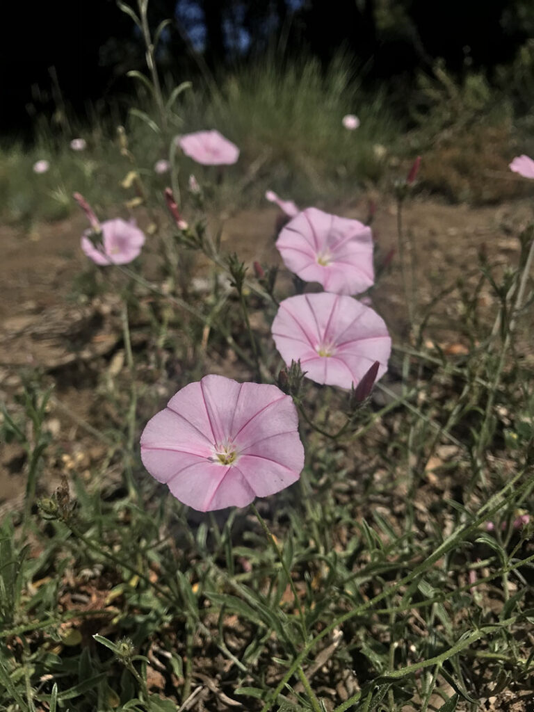 Convolvulus cantabrica