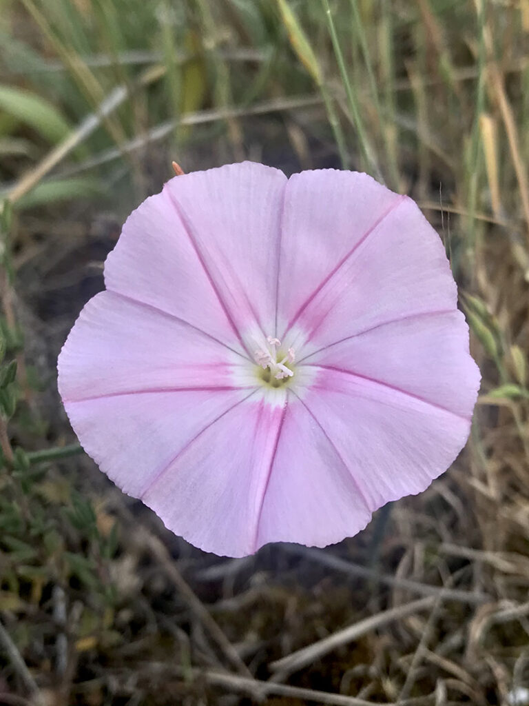 Convolvulus cantabrica