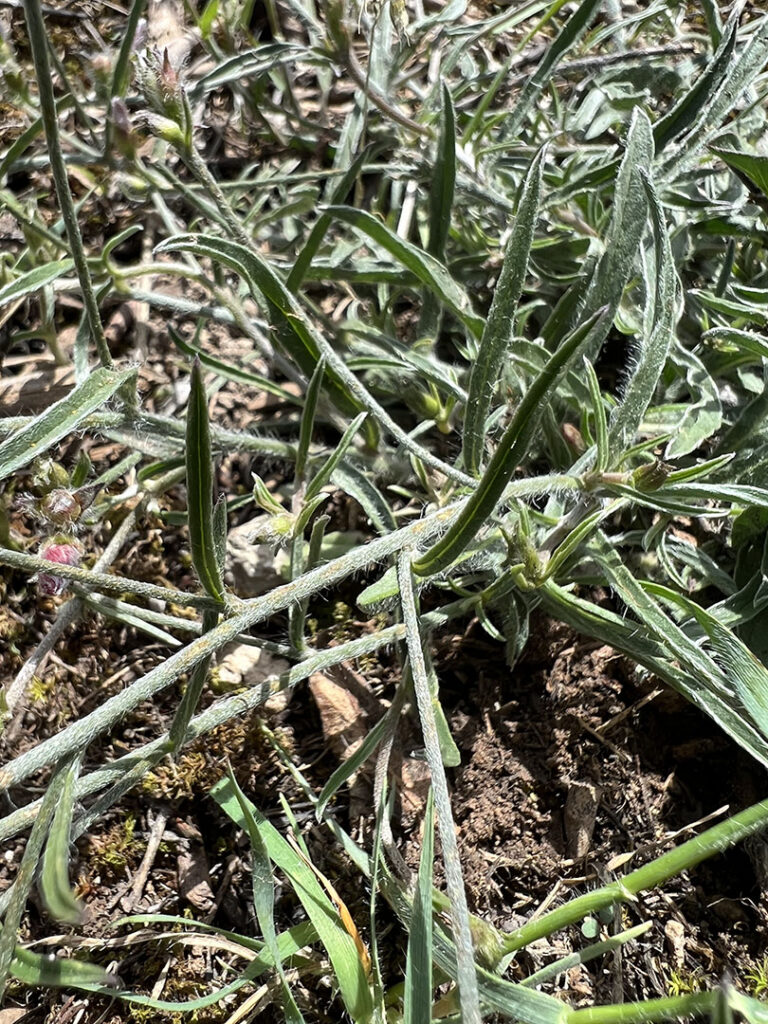 Convolvulus cantabrica