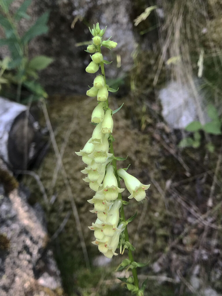 Digitalis lutea